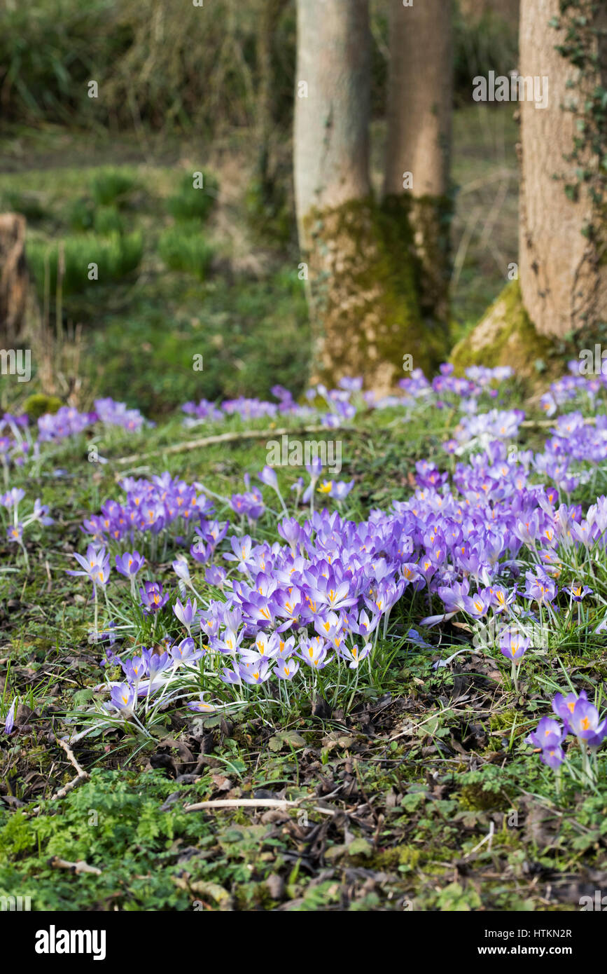 Crocus fleurs dans un bois. Evenley Evenley jardins, bois, Northamptonshire, Angleterre Banque D'Images