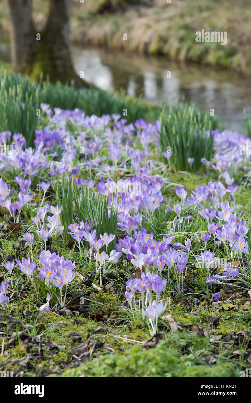 Crocus fleurs dans un bois. Evenley Evenley jardins, bois, Northamptonshire, Angleterre Banque D'Images