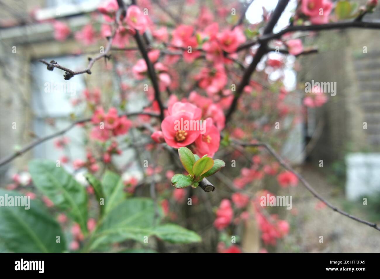 Les fleurs de cerisier rouge et blanc d'une fleur de cerisier est la fleur  de l'une de plusieurs arbres du genre Prunus, en particulier les Japonais  cerisier, Prunus serrul Photo Stock -