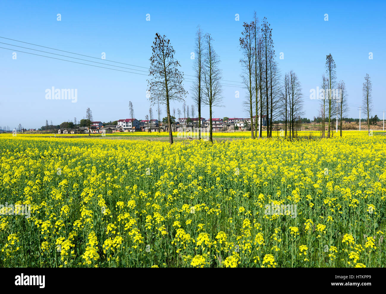 Zones rurales en Chine, de villages et de canola fleur. Banque D'Images
