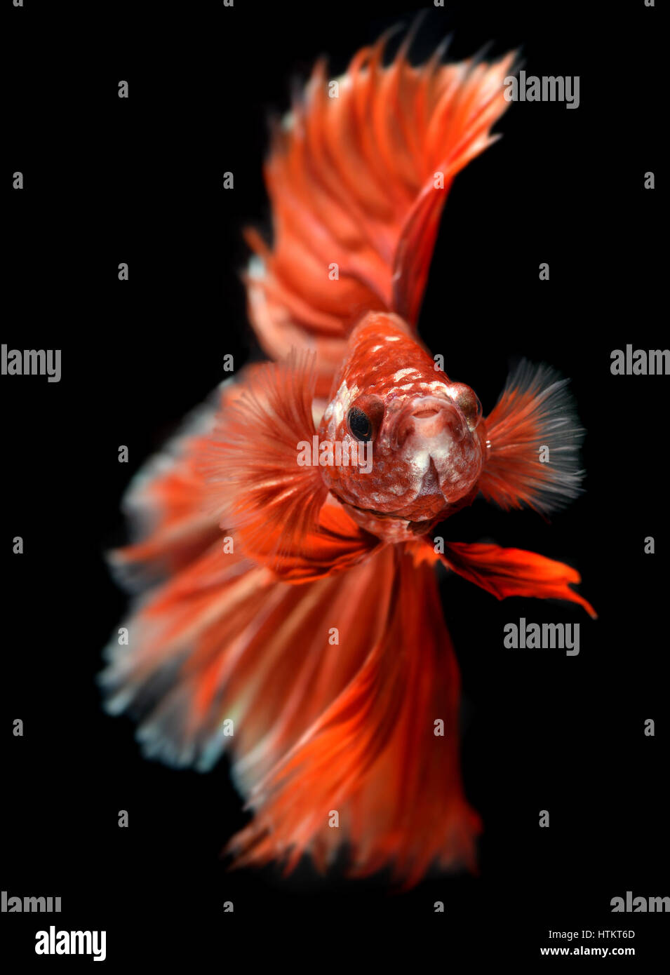 Couleur rouge doré waver de Betta Saimese poisson lutte contre la beauté et la liberté en fond noir photo avec flash studio d'éclairage. Banque D'Images