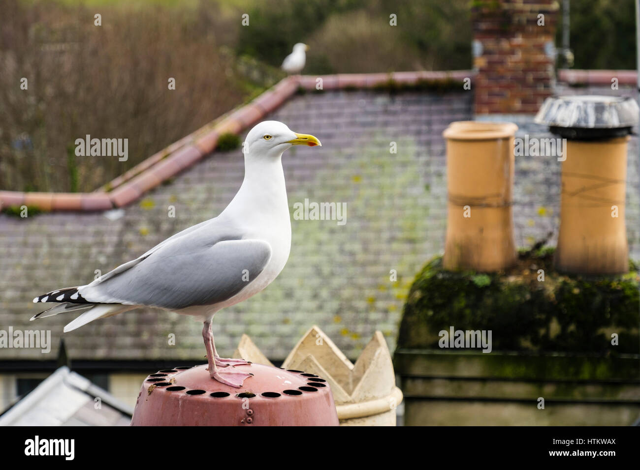 Goéland argenté (Larux argentatus) ou Seagull sur une cheminée sur le toit de la chambre en ville balnéaire de Conwy, Pays de Galles, Royaume-Uni, Europe, Grande-Bretagne Banque D'Images