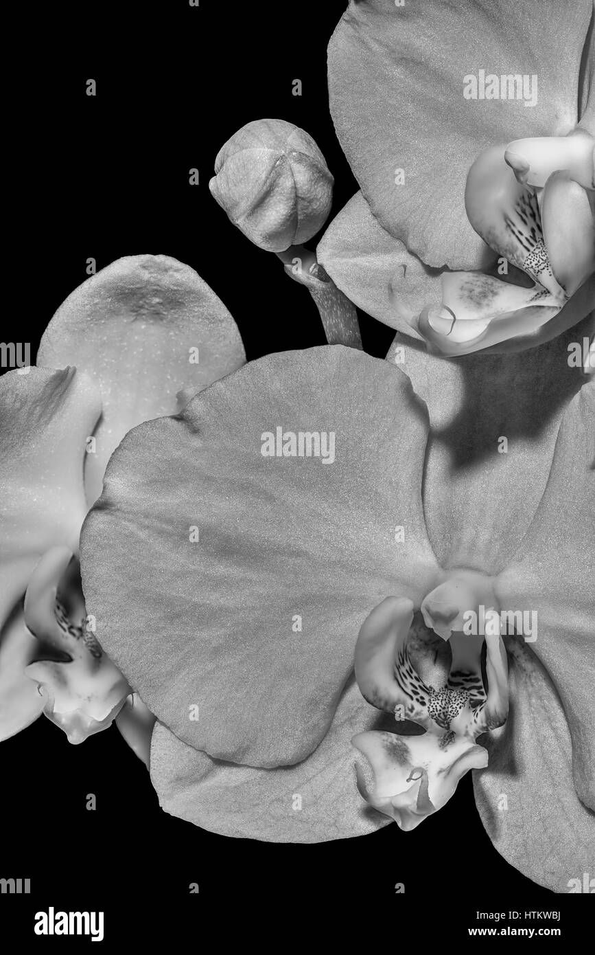 Trois fleurs orchidée monochrome isolé,bud, macro sur fond noir avec texture détaillée Banque D'Images