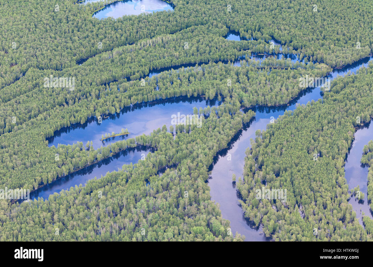 Vue aérienne des forêts inondées en été. Banque D'Images