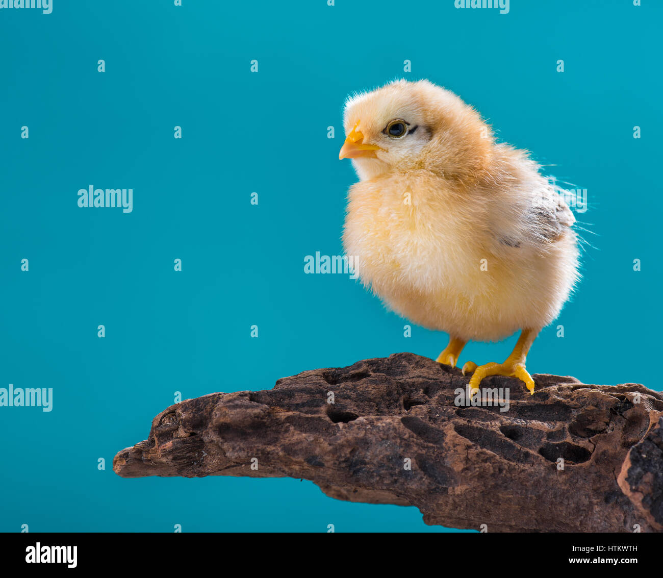 Mignon petit poulet nouveau-né sur fond bleu, debout sur le bois. Poussin nouvellement éclos sur une ferme d'élevage de poulets. Banque D'Images Mignon petit poulet nouveau-né sur fond bleu, debout sur le bois. Poussin nouvellement éclos sur une ferme d'élevage de poulets. Banque D'Images