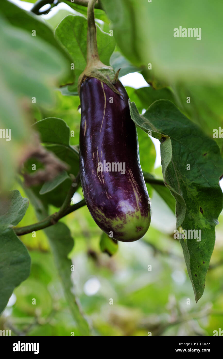 Plantation d'aubergine à Duc Trong, Viet Nam prêt pour la récolte pour la saison du printemps, un produit de l'agriculture au Vietnam avec fruit long violet Banque D'Images