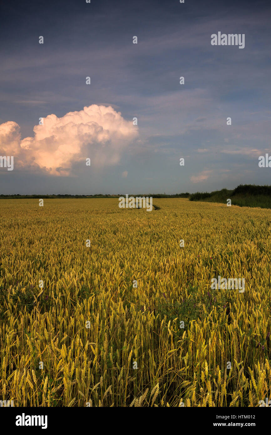 Photo d'un champ de blé à l'été Banque D'Images