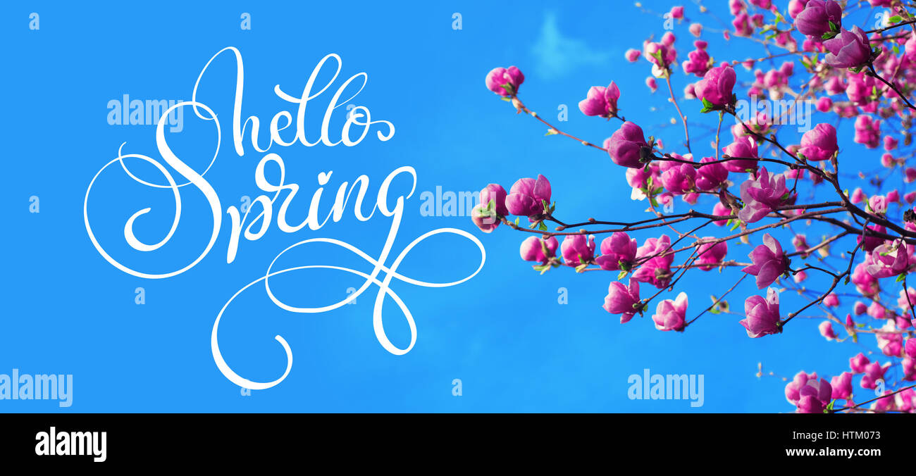 Spring branch de magnolia fleurs roses d'apple et le texte Bonjour Printemps. Lettrage calligraphie. Banque D'Images