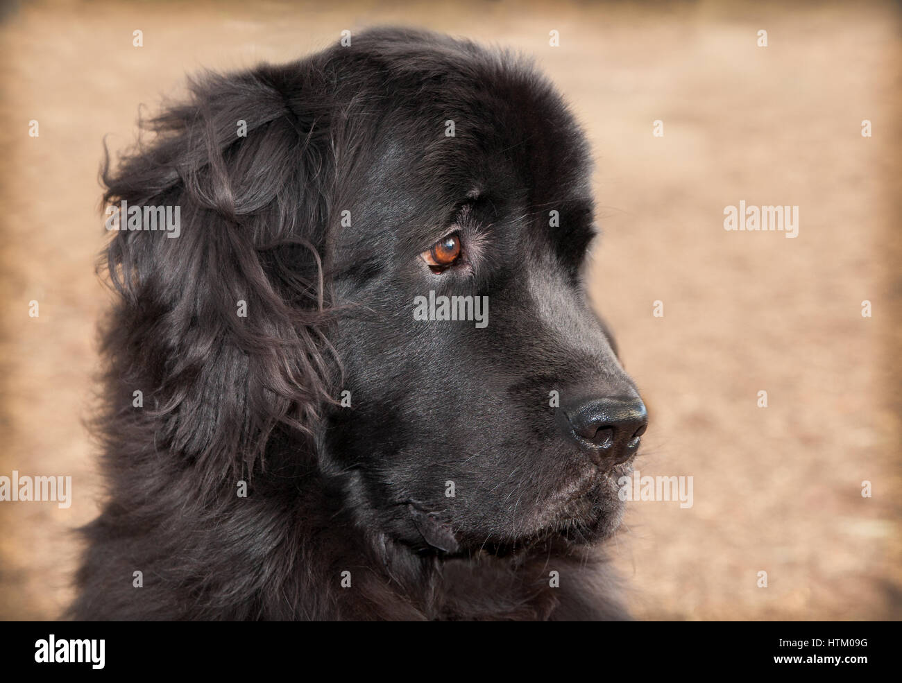 Très grand chien Terre-Neuve noir Vue de profil headshot sur herbe séchée à à sa gauche Banque D'Images