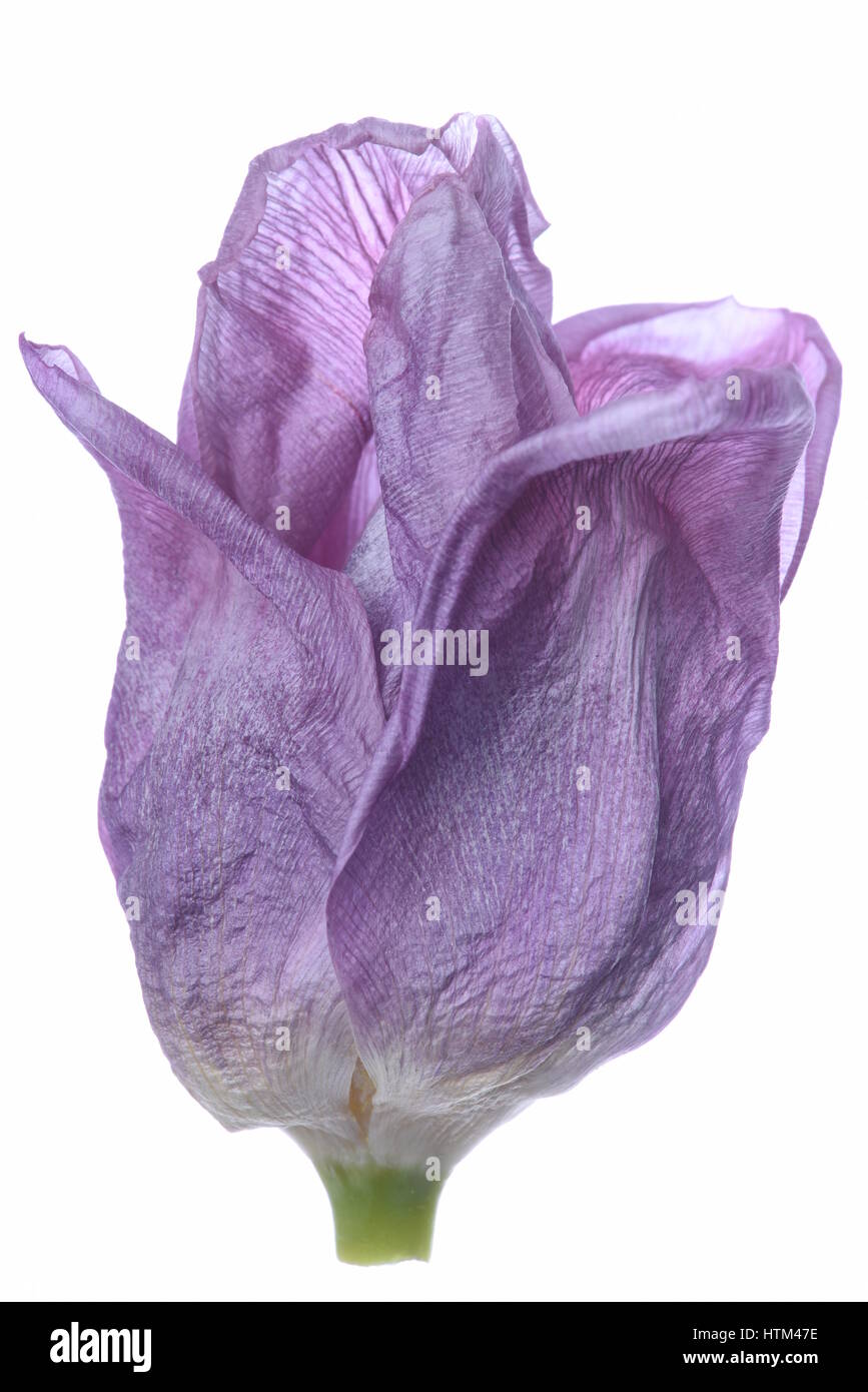 Seul tulip sec isolé sur fond blanc Banque D'Images