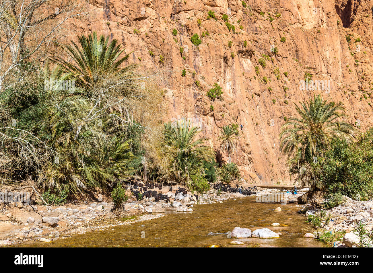 Troupeau de chèvres à la rivière Todra, Maroc Banque D'Images