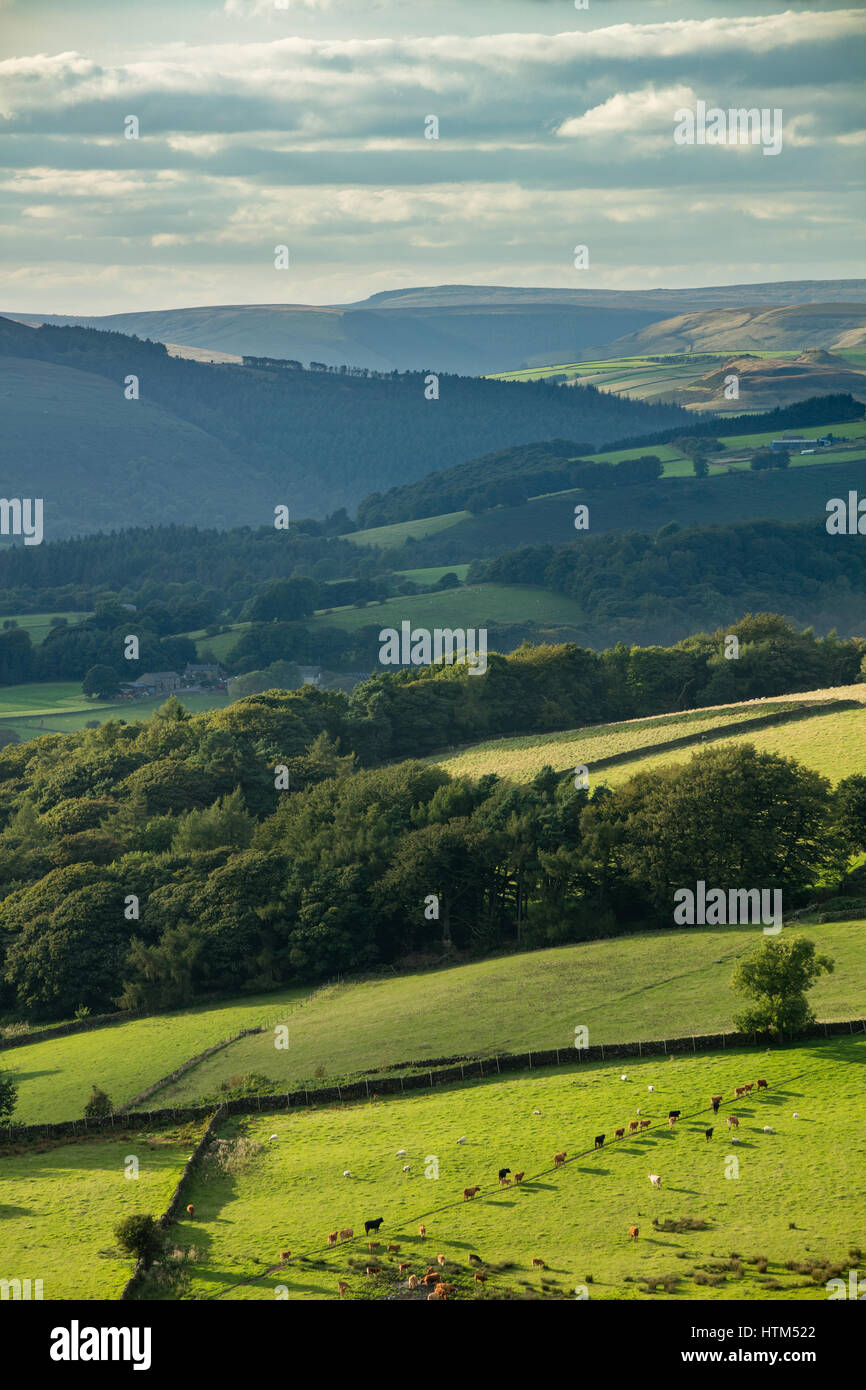 Au bétail Callow Bank & Stanage Edge de Millstone Edge, nr Hathersage, Derbyshire Peaks District National Park, Angleterre, RU Banque D'Images