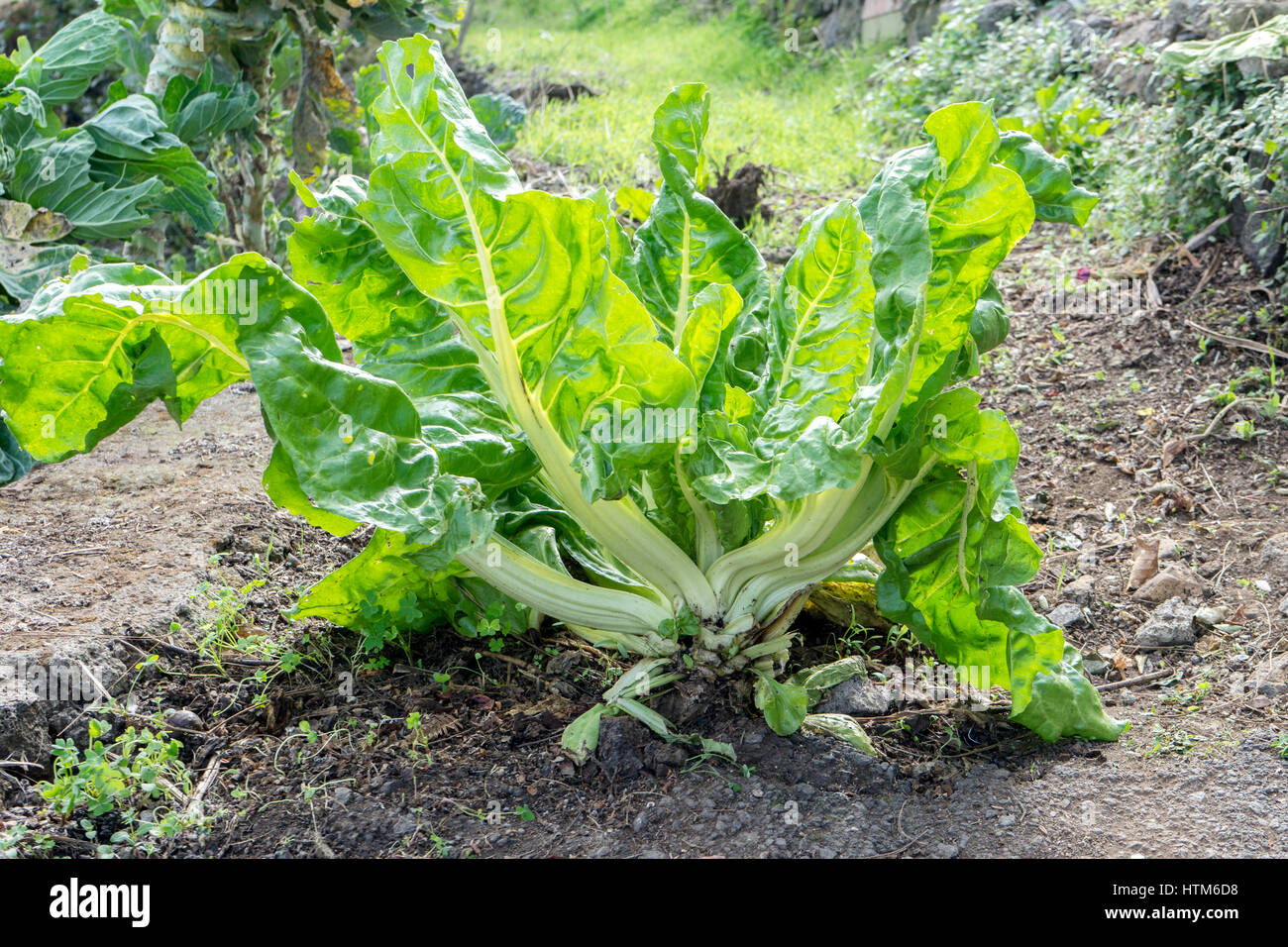 Bette à carde sain dans le jardin des plantes Banque D'Images