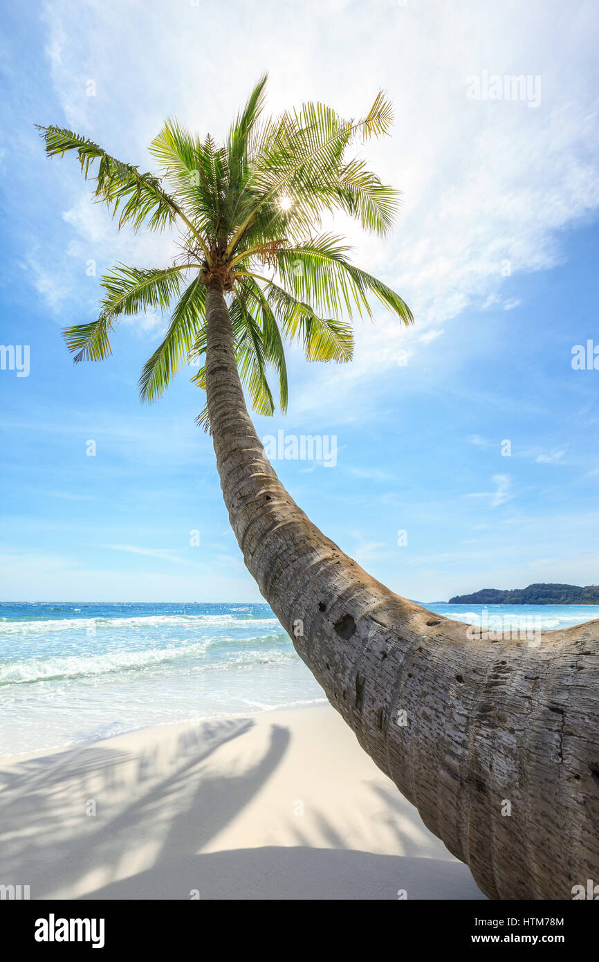 Palmier sur la plage de sable blanc Banque de photographies et d’images ...