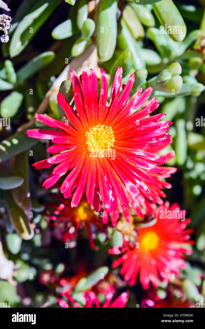 Beau cactus du genre Delosperma fleurissent en défiant le soleil de l'été torride. Banque D'Images