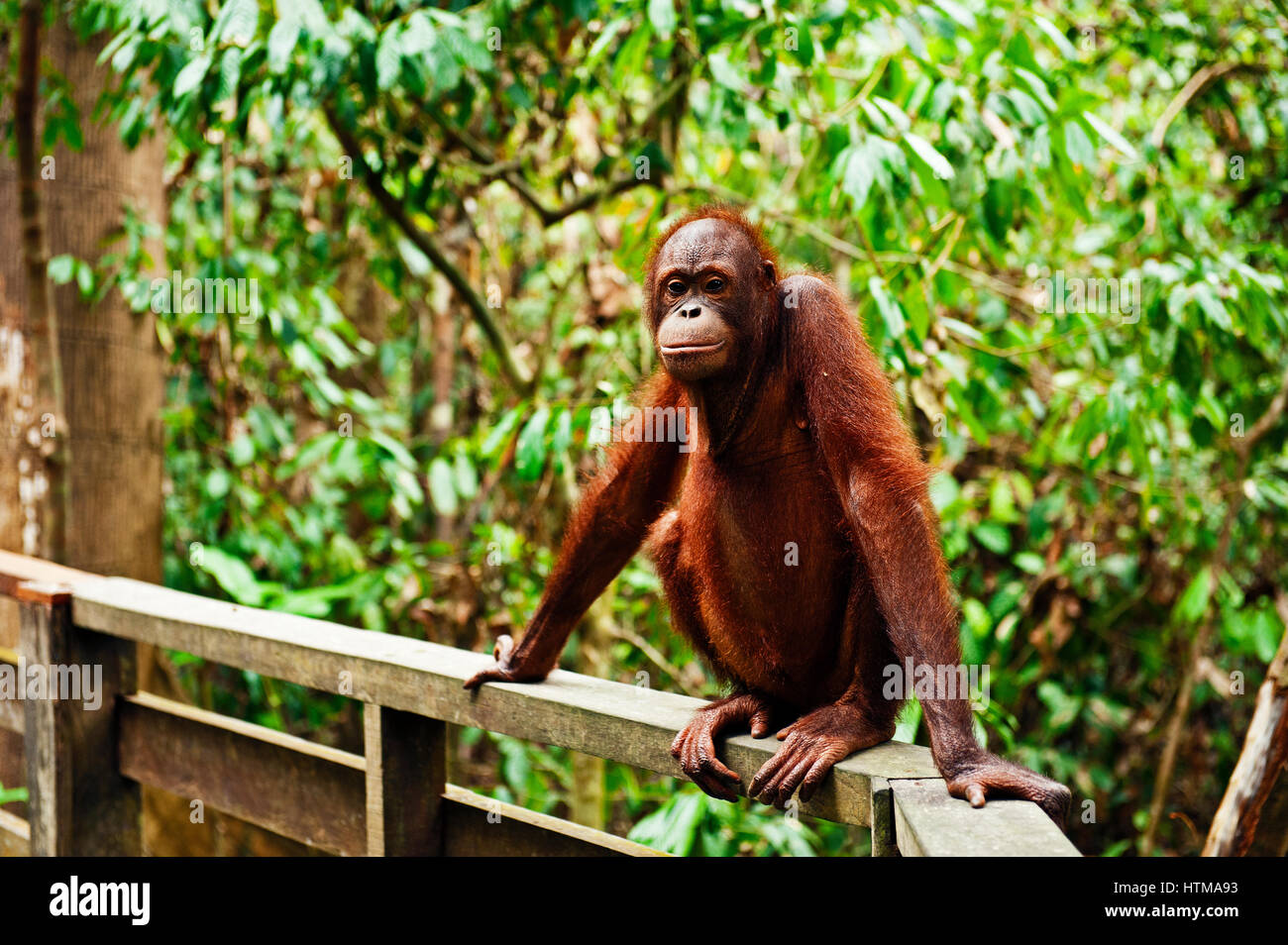 L'orang-outan dans la zone de forêt tropicale primaire dans le Sepilok Orang Utan Centre de réadaptation. À Bornéo, en Malaisie. Banque D'Images