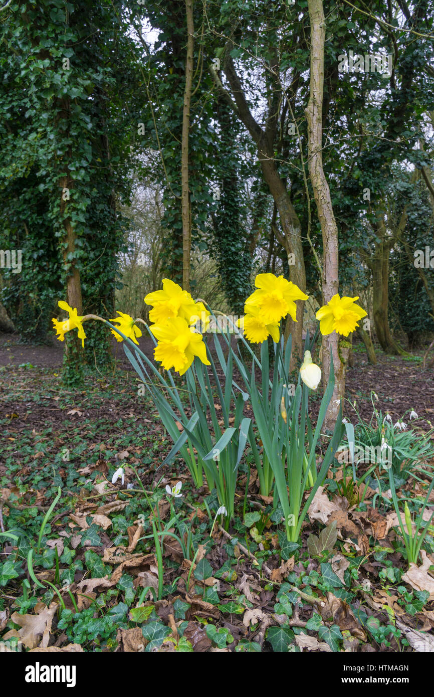 Les jonquilles sauvages dans les bois Banque D'Images