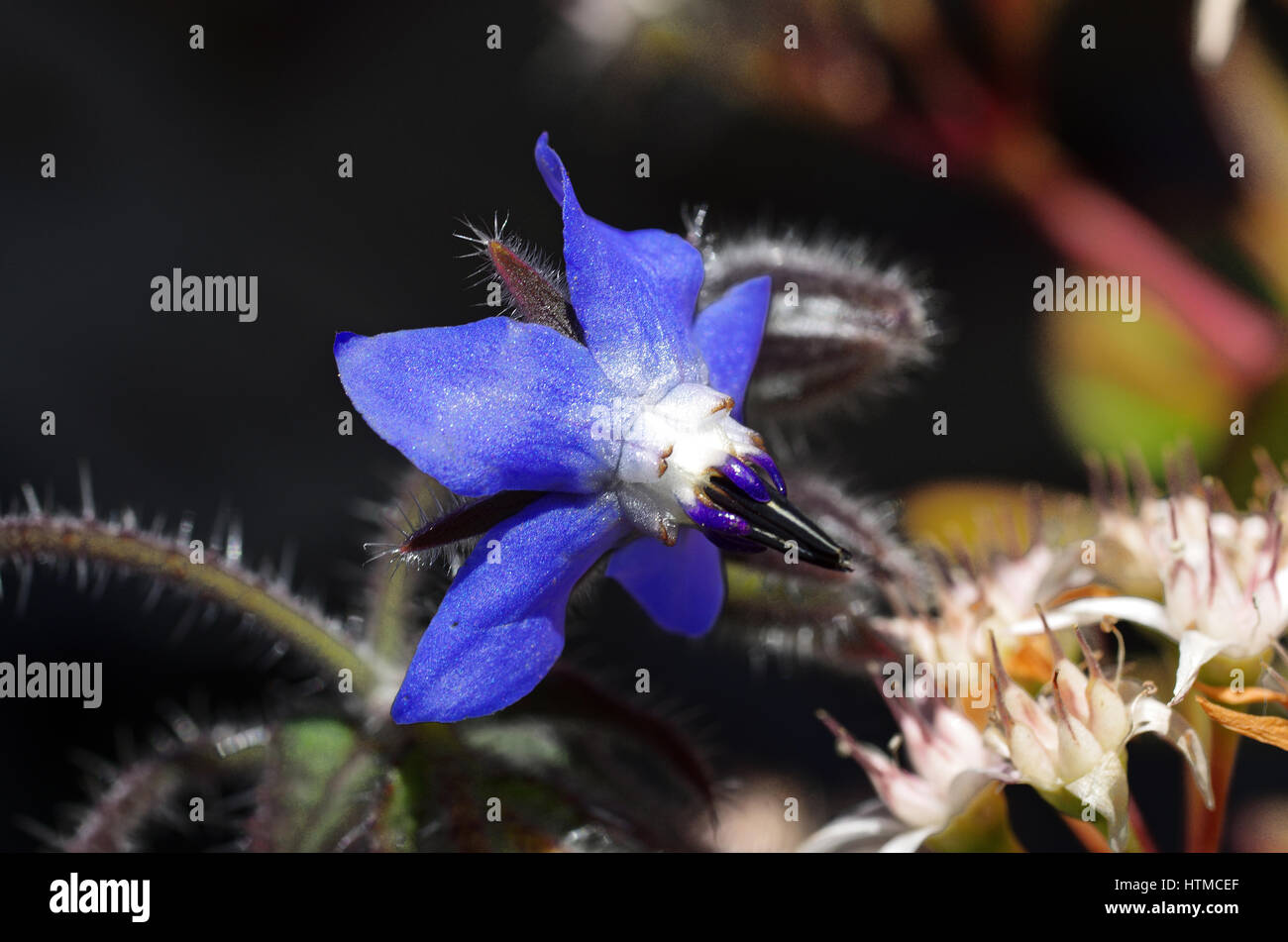 La fleur de bourrache (Borago officinalis) Banque D'Images