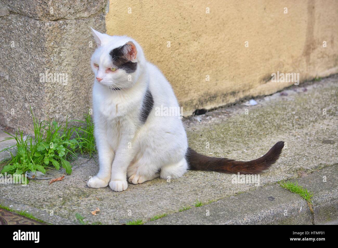 Chat des villes. Banque D'Images
