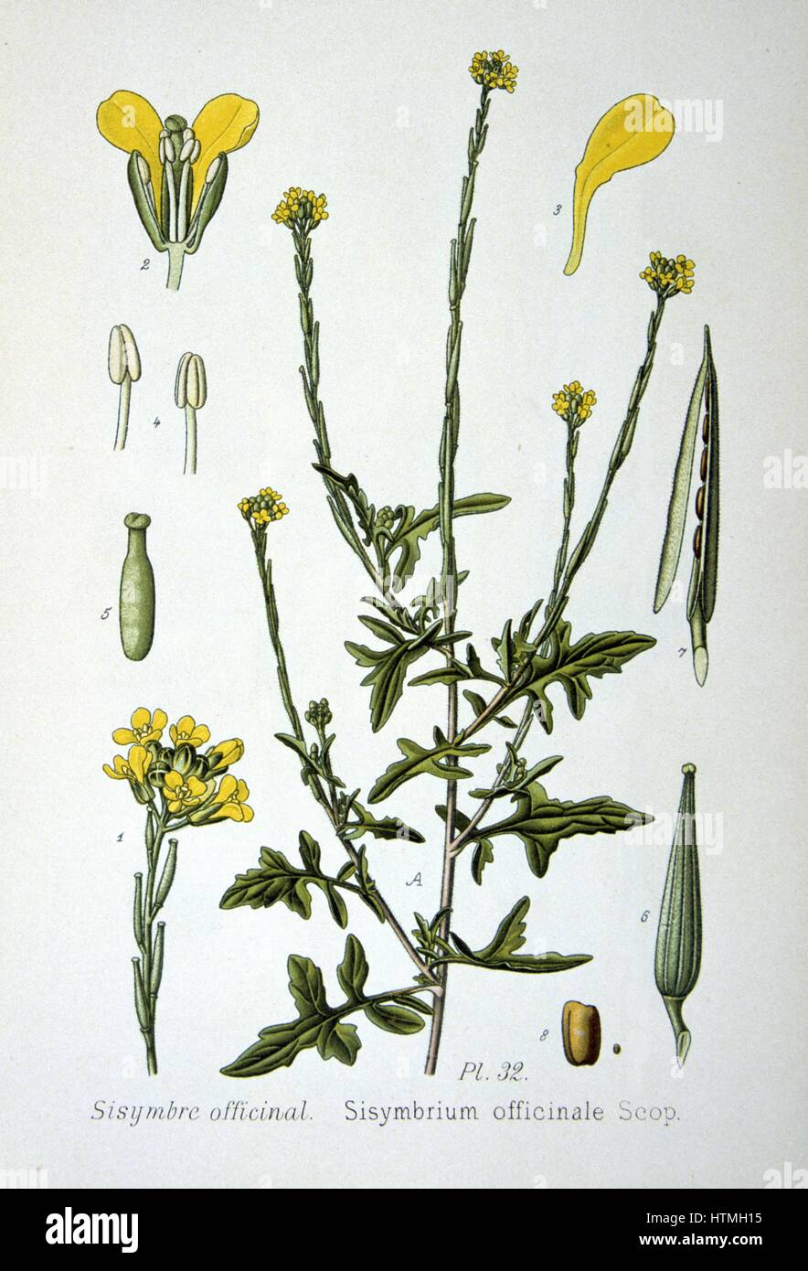 Moutarde de couverture (Sisymbrium officinale) une mauvaise herbe des terres arables ou incultes, originaire d'Europe et d'Afrique du Nord. En médecine populaire il a été utilisé comme expectorant, diurétique, laxatif et tonique. Les anciens Grecs l'estimaient être un antidote pour tous les poi Banque D'Images