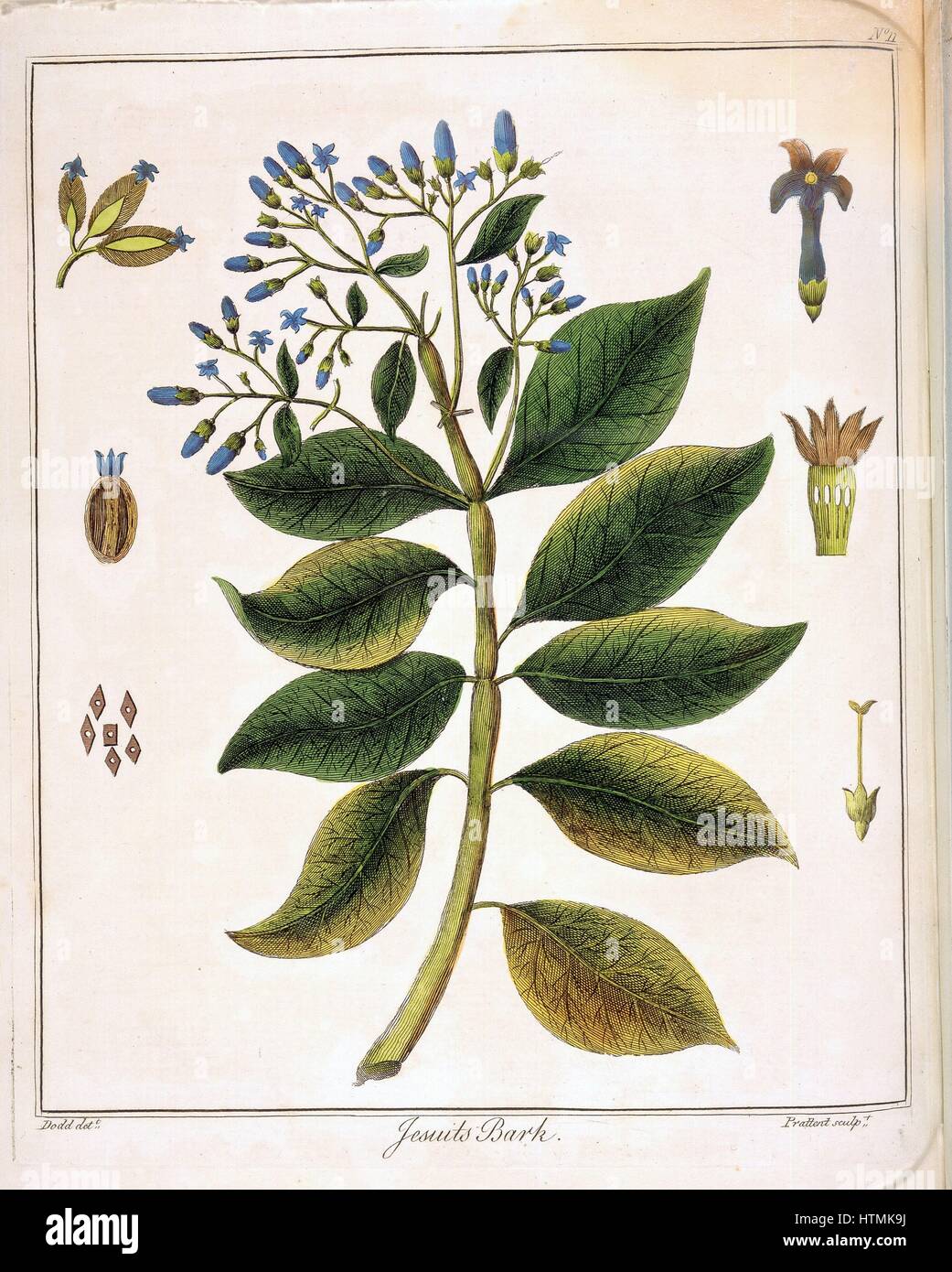 Quinquina (écorce péruvienne ou des jésuites). Source de la quinine. Utilisée comme fébrifuge, en particulier dans le traitement du paludisme. À la main, gravure, Londres 1795 Banque D'Images