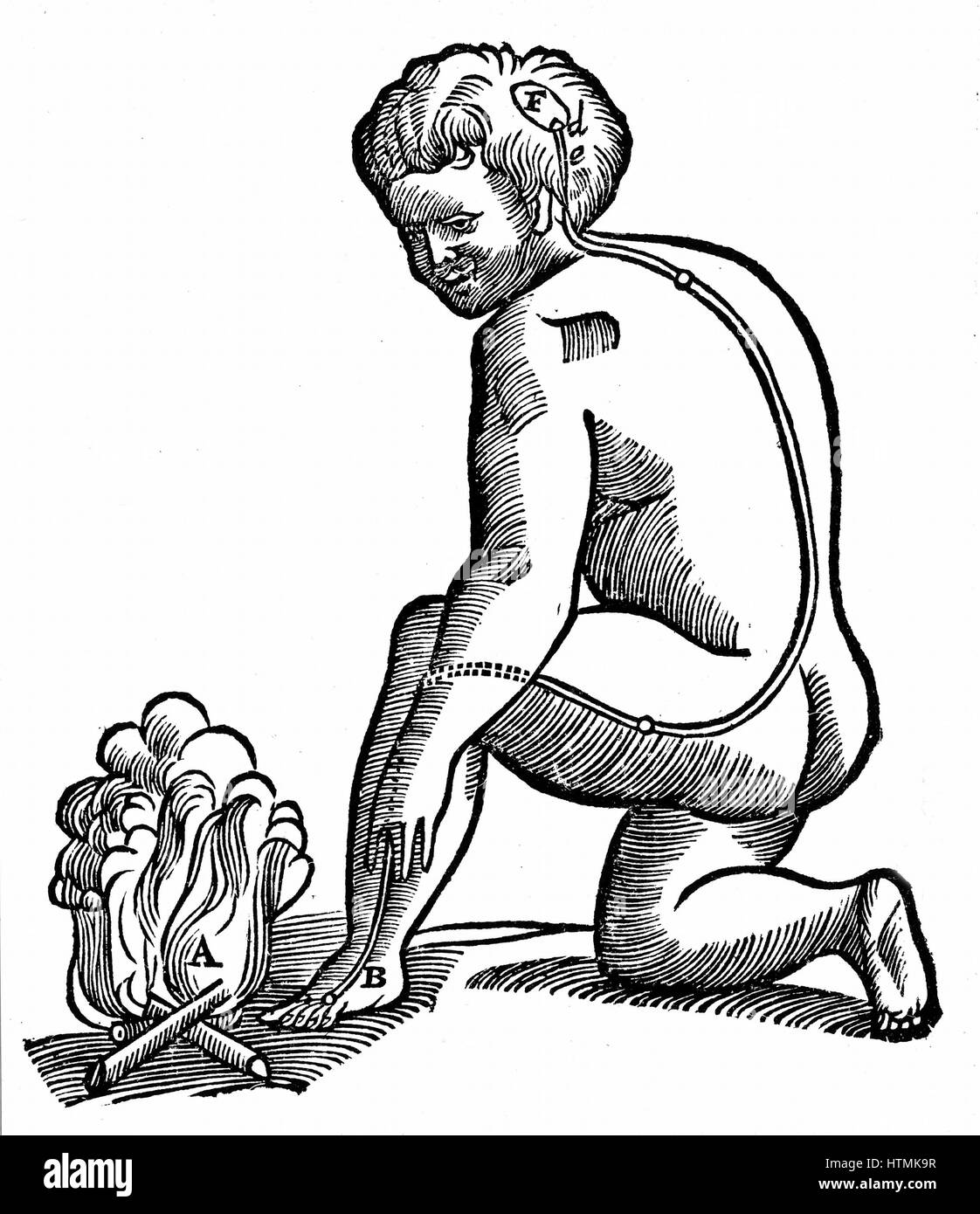 Mouvements involontaires. Descartes' idée de la façon dont les membres nerveux d'atteindre le cerveau. Il croyait que tous les nerfs d'être creux. De René Descartes' 'Opera Philosophica", 1692. Gravure sur bois Banque D'Images