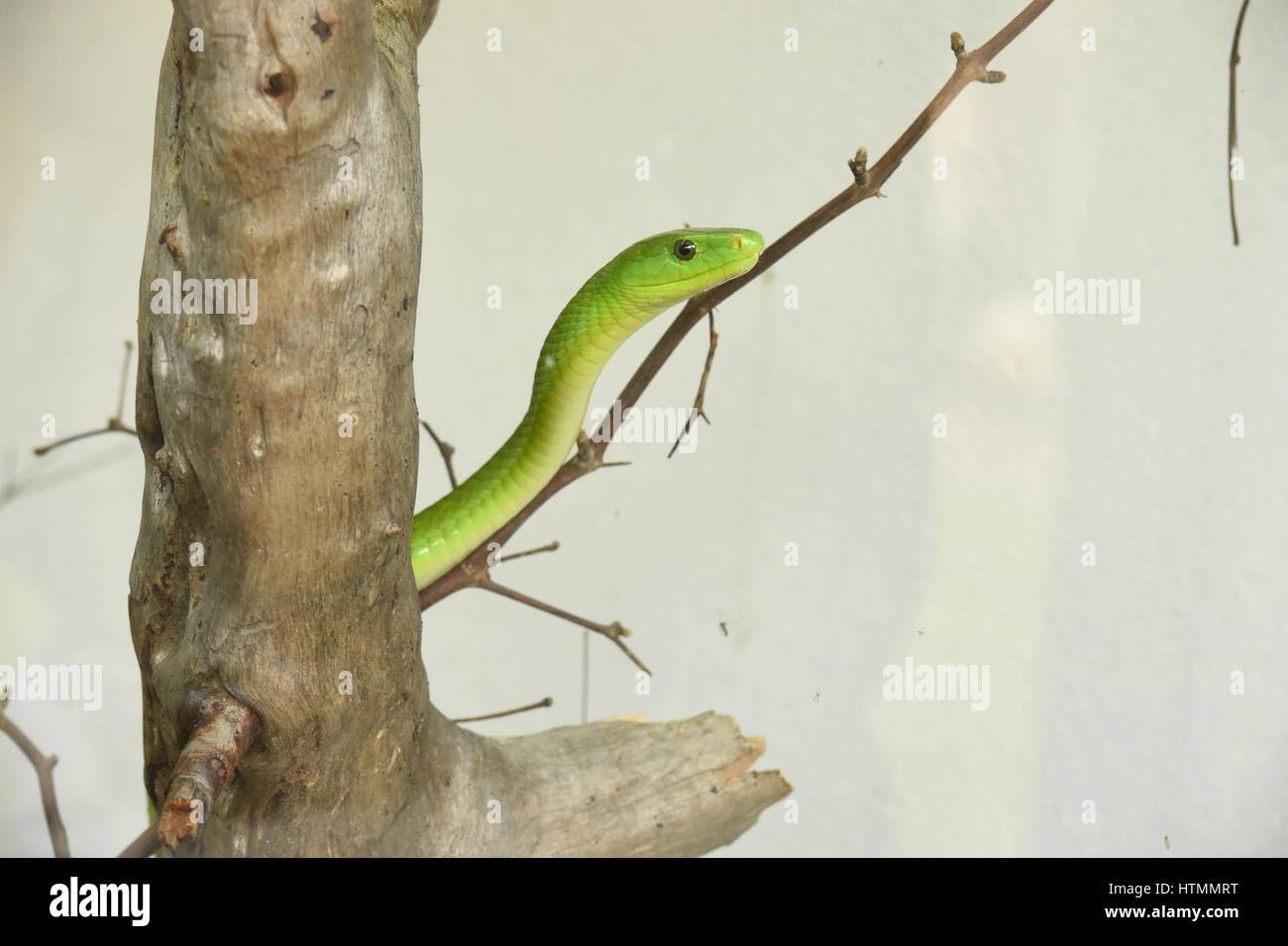 Serpent mamba vert de l'Est Banque D'Images