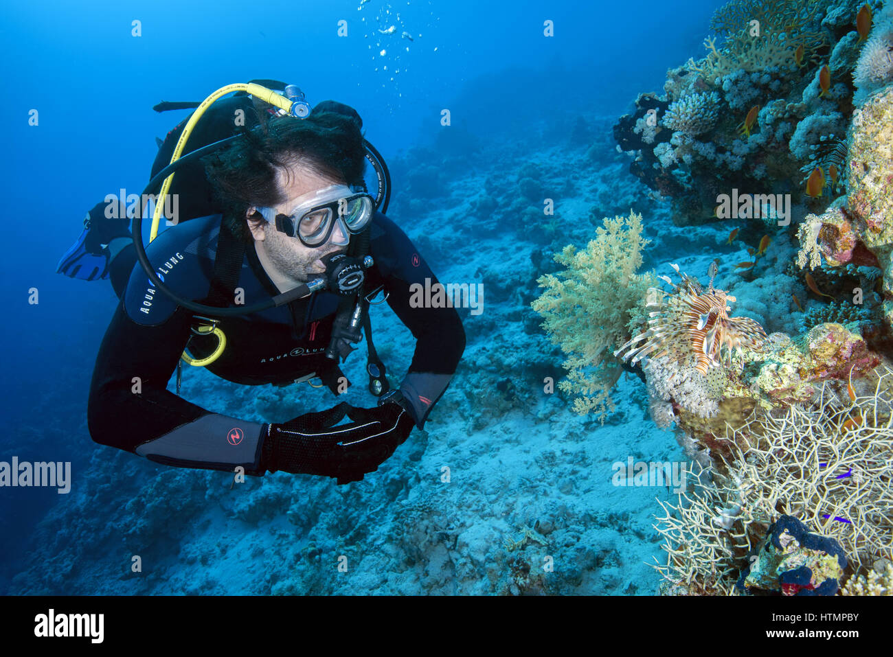 Plongeur mâle ressemble au poisson-papillon rouge (Pterois volitans), mer Rouge, Hurghada, péninsule du Sinaï, Égypte Banque D'Images