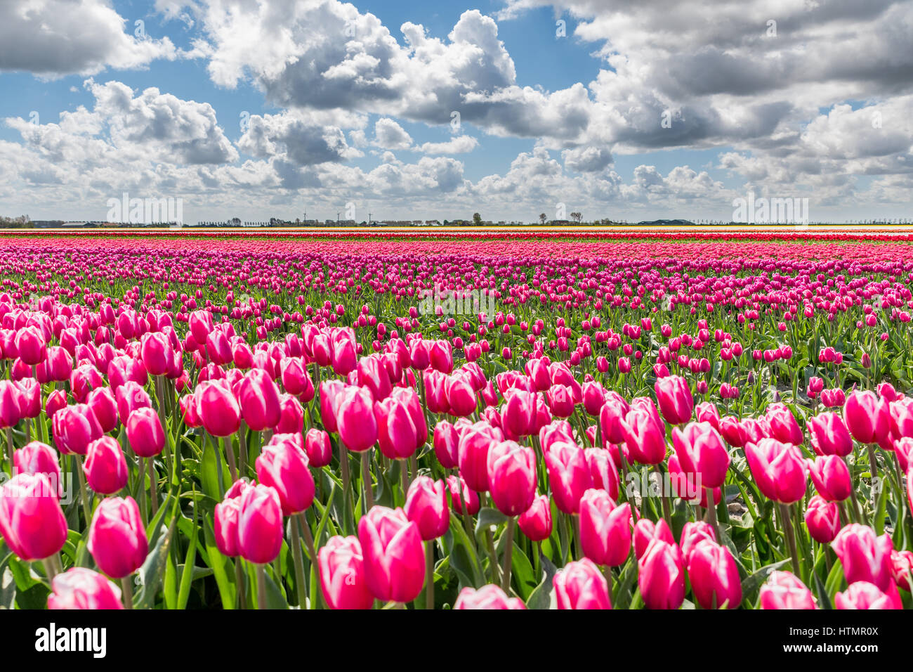 Champs de tulipes en Hollande lors d'une journée ensoleillée au printemps. Les champs sont en fleurs et le ciel au-dessus est bleu avec des nuages blancs. Banque D'Images