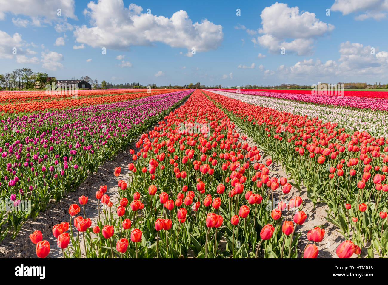 La floraison des champs de tulipes en Hollande avec un ciel bleu et nuages blancs typiques ci-dessus. Banque D'Images