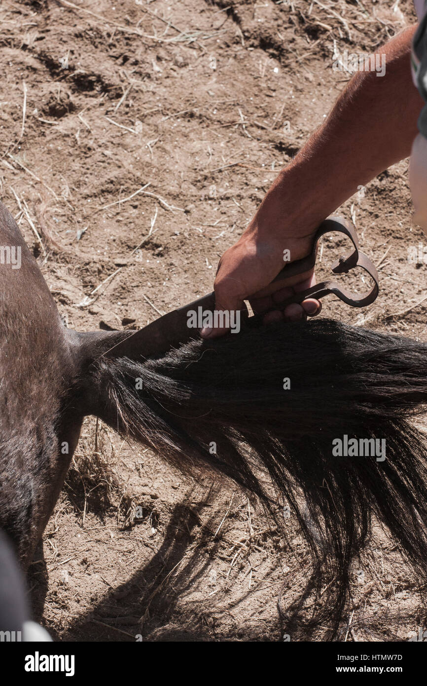 Coupe traditionnelle de crin de cheval dans un RAPA DAS BESTAS. Banque D'Images