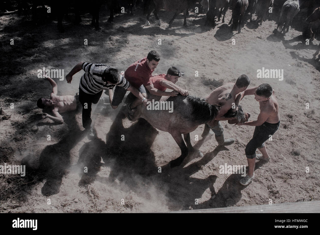 Coupe traditionnelle de crin de cheval dans un RAPA DAS BESTAS. Banque D'Images