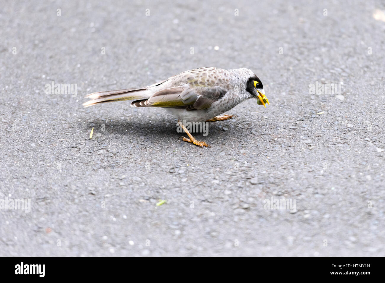 Un oiseau de couleur brun-gris a été manger un ver dans une rue Banque D'Images