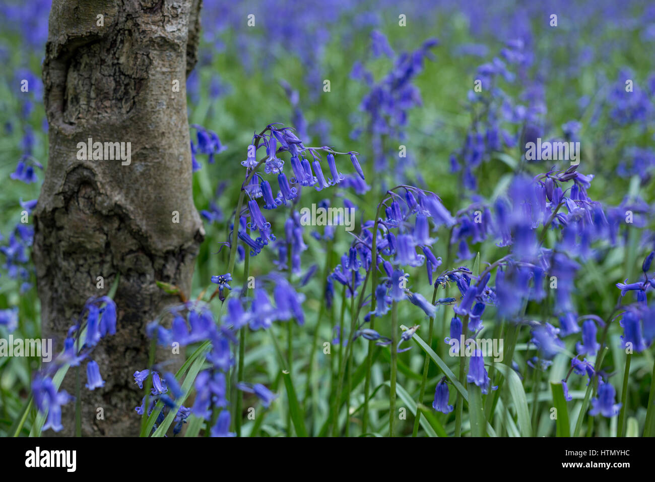 Un tapis de jacinthes britannique natif sont dans l'abondance de floraison sous hêtre et chêne arbres dans cette forêt dans Wiltshire Kingsdown. Banque D'Images