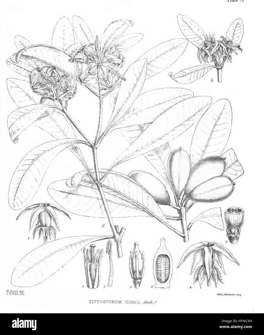 Pittosporum kirkii caractéristiques morphologiques. Illustration de modification de Cheeseman et al 1914 Banque D'Images