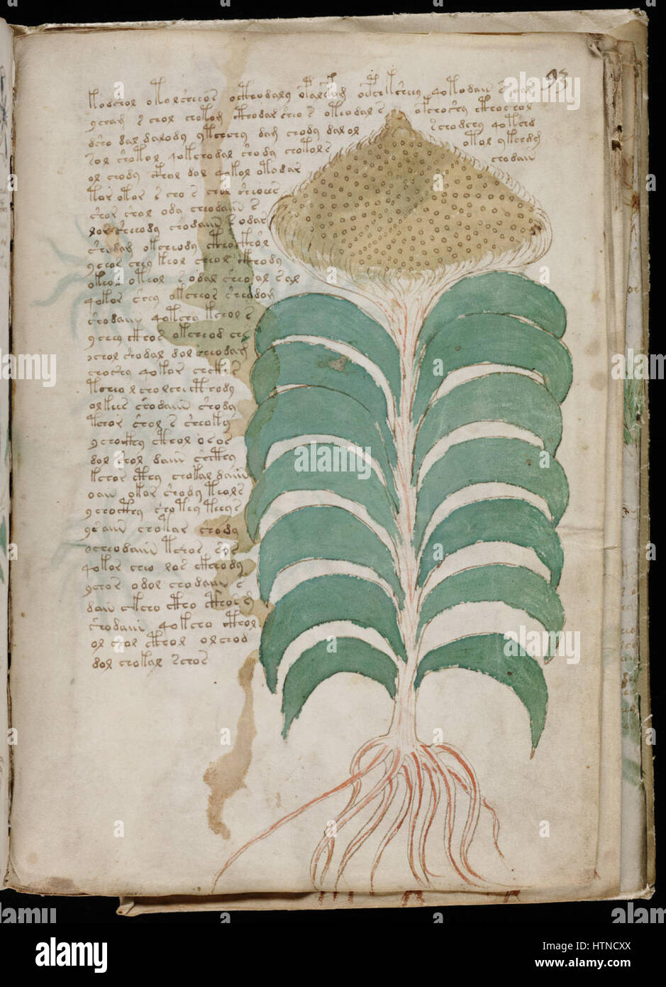 Le manuscrit de Voynich est un texte non déchiffré du XVe siècle, avec un script inconnu et des illustrations qui ont déconcerté les savants pendant des siècles. Il reste l'un des manuscrits les plus mystérieux au monde. Banque D'Images