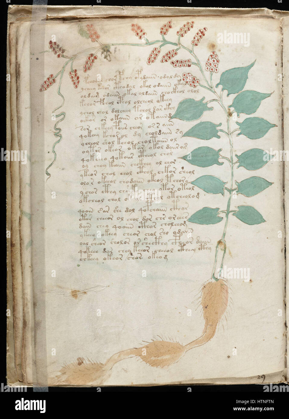 Manuscrit de Voynich (34) Banque D'Images