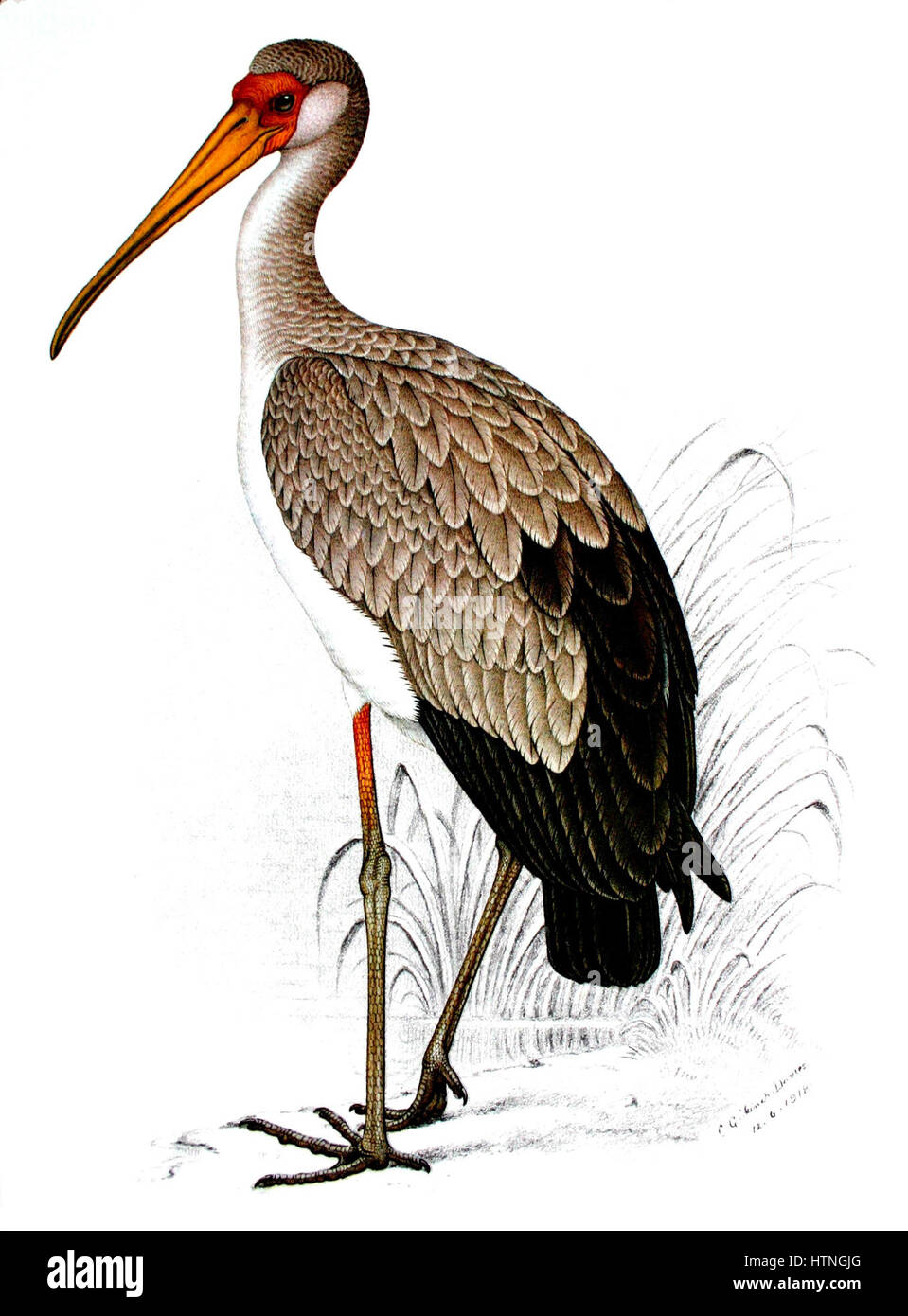 La cigogne à bec jaune (Mycteria ibis) est un grand échassier que l'on trouve dans les zones humides de l'Afrique subsaharienne. Il est reconnu pour son long bec jaune vif, son corps élancé et son plumage blanc et noir saisissant, souvent vu dans la chasse en eau peu profonde pour les poissons et les petites proies aquatiques. Banque D'Images