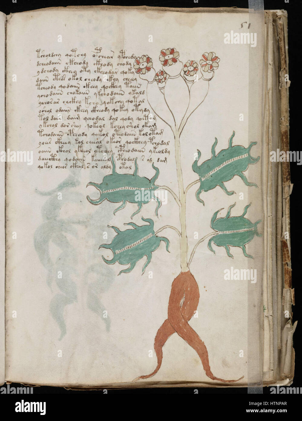 Manuscrit de Voynich (101) Banque D'Images