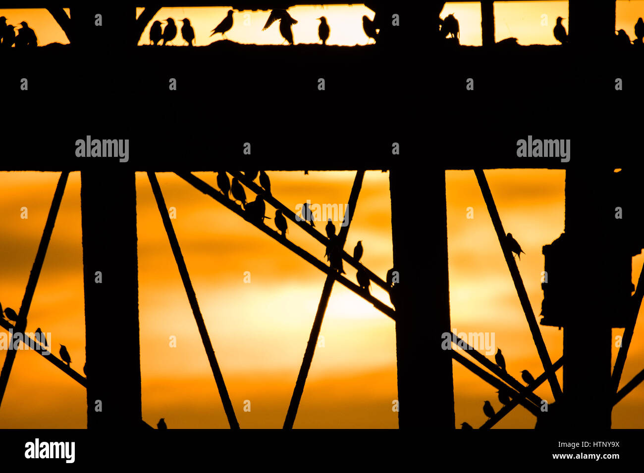 Aberystwyth, Pays de Galles, Royaume-Uni. Mar 13, 2017. Météo France : Au crépuscule, des dizaines de milliers d'étourneaux volent en foule à l'ensemble d'un accueil chaleureux et se percher pour la nuit en toute sécurité sur le réseau de fonte struts et les jambes sous l'Aberystwyth station victorienne pier malgré encore de nombreuses à Aberystwyth, les oiseaux sont dans la société royale pour la protection des oiseaux 'list' des espèces en péril, avec leur nombre à travers le Royaume-Uni a diminué de plus de 60  % depuis les années 1970 Crédit photo : Keith Morris/Alamy Live News UK. 13 Mar, 2017.. Banque D'Images