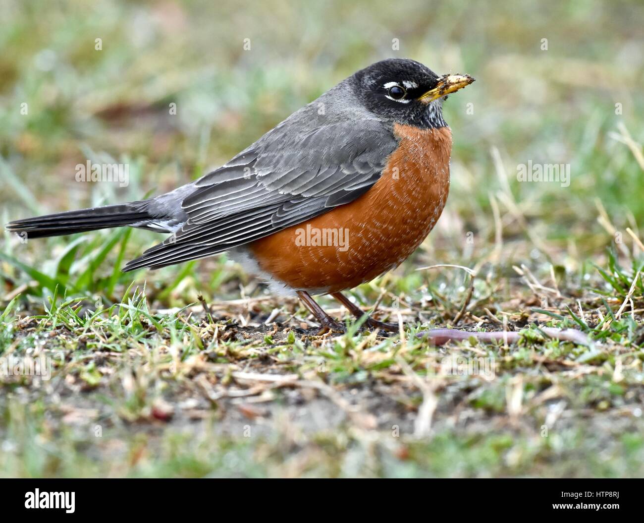 Annapolis, MD, USA - Le 14 mars 2017 : un merle d'Amérique (Turdus migratorius) avec de la boue sur son bec en se tenant debout sur un ver au parc d'état de Sandy Point. Crédit photo : Jeramey Légende/ Alamy live news Banque D'Images