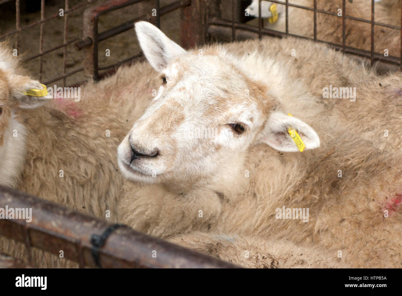 Moutons en vente aux enchères à Newport, Pays de Galles, Royaume-Uni Banque D'Images
