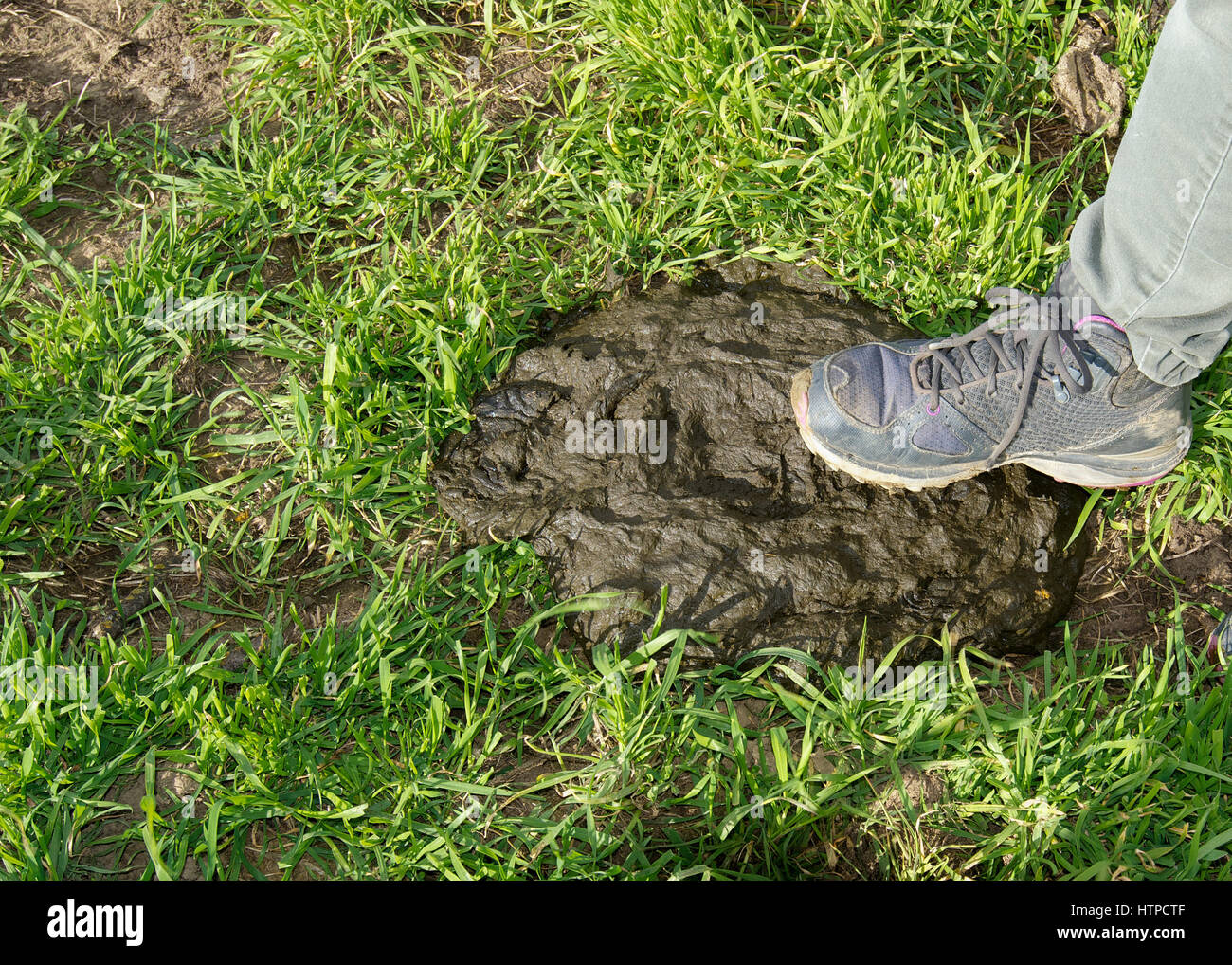 Jambe et pied portant des chaussures de marche sur de la bouse de vache Banque D'Images