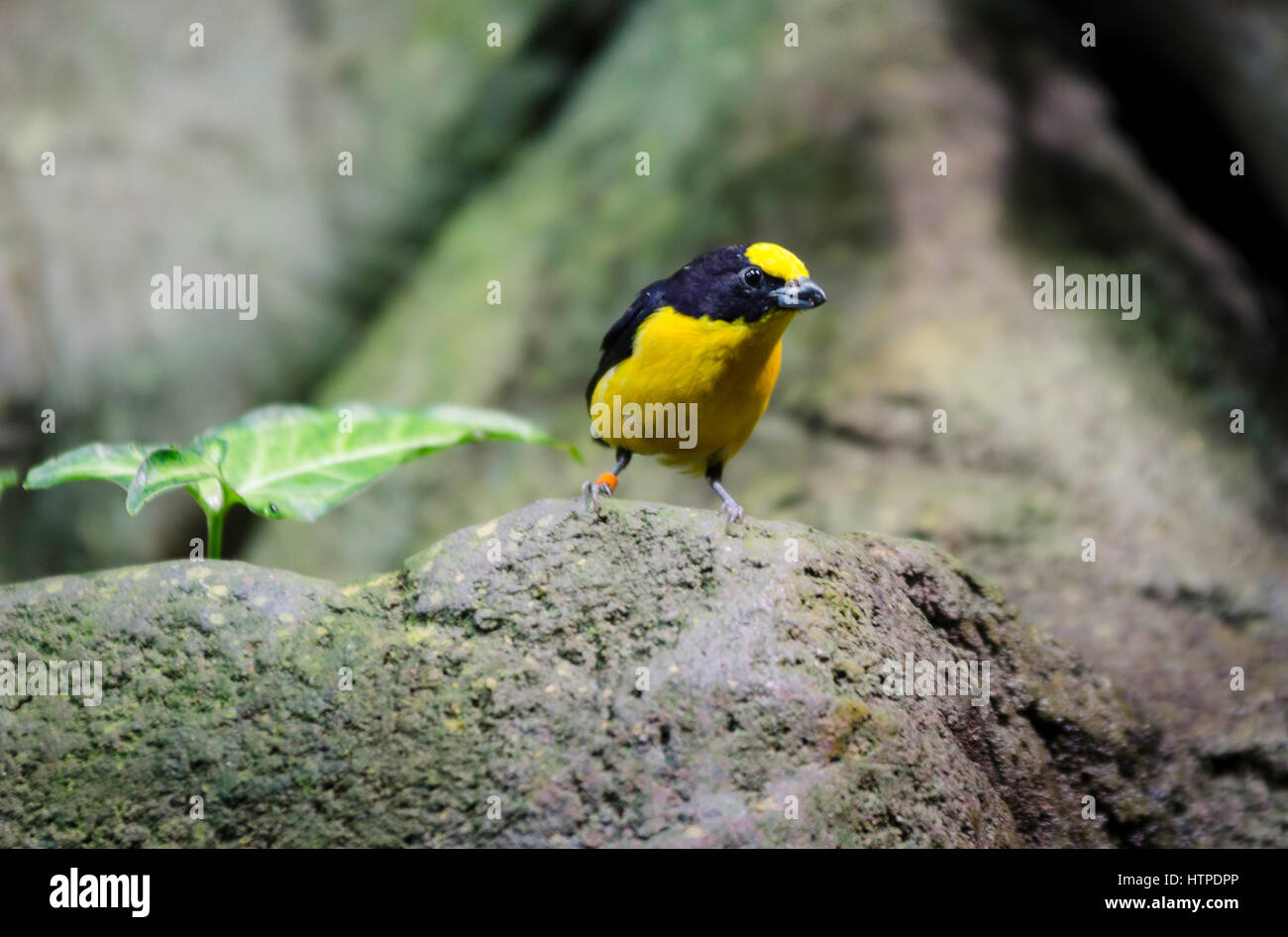 L'un noir et jaune oiseau exotique s'asseoir sur un rocher et regarder Banque D'Images