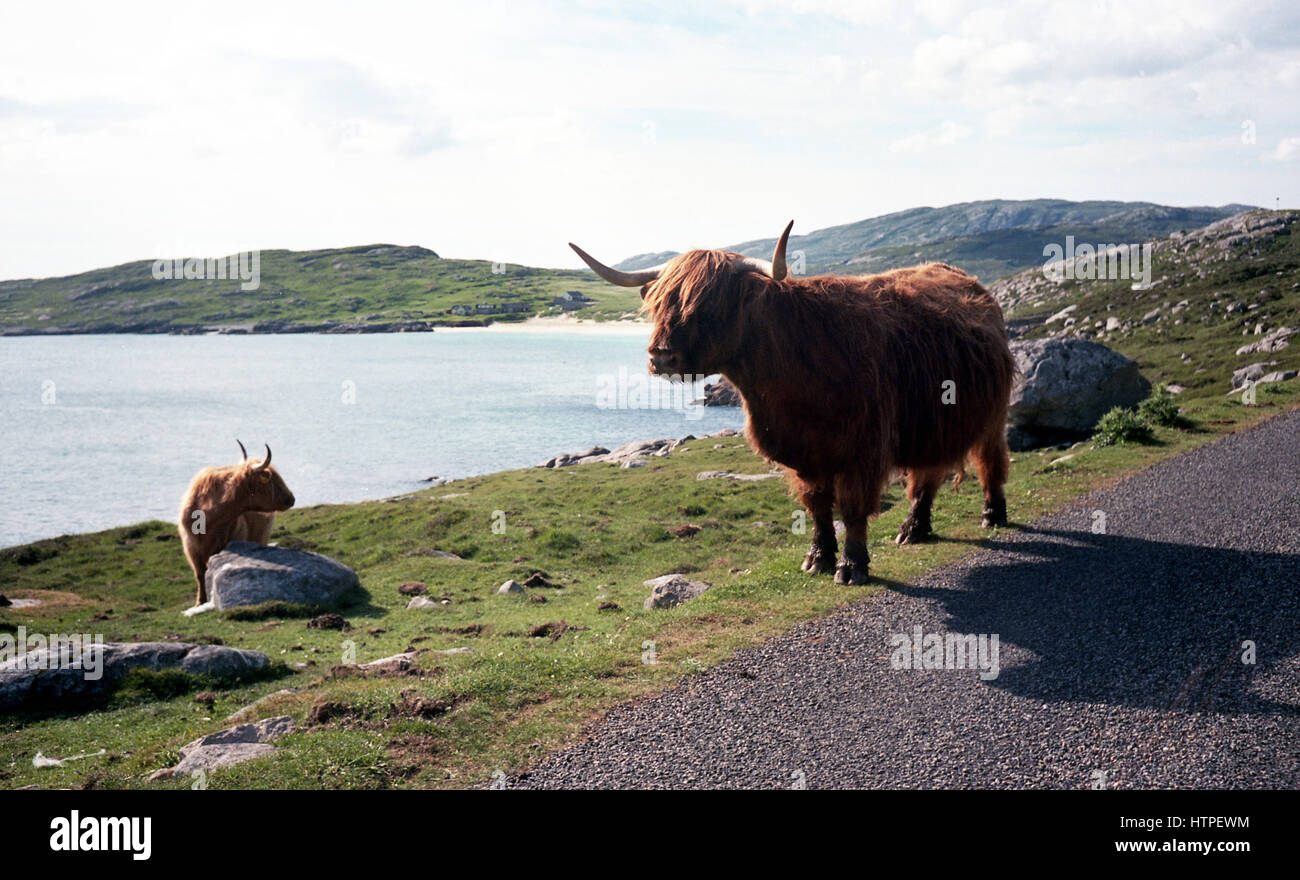 Highland Cattle Banque D'Images