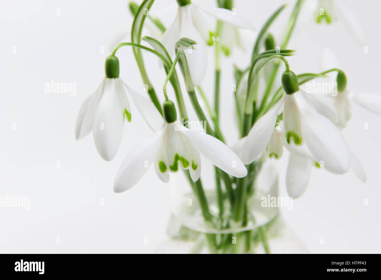 Un bouquet de fleurs fraîchement cueillies seul perce-neige (galanthus) dans un vase de verre contre fond blanc dans une maison en Février Banque D'Images