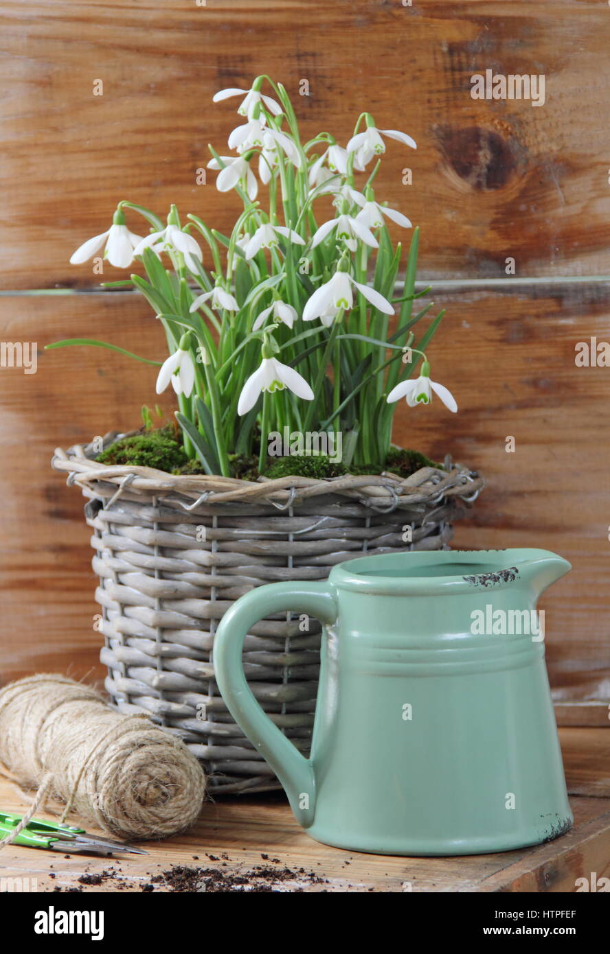 Tissé décoratif pot pour écrans d'intérieur planté de perce-neige (Galanthus nivalis) sur une table en bois avec une cisaille de jardin, chaîne et joli pot émaillé Banque D'Images