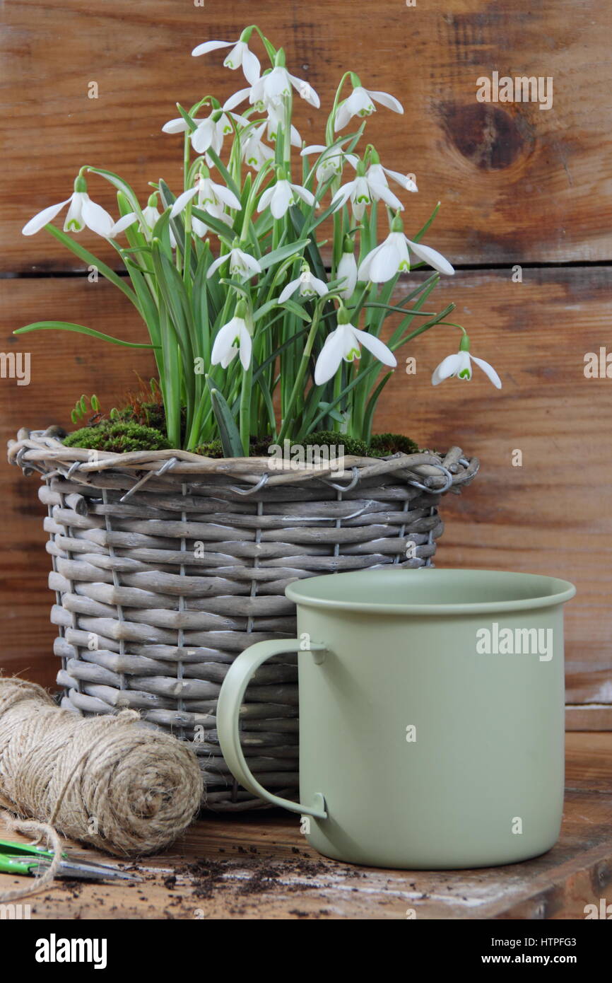 Tissé décoratif pot planté de perce-neige (Galanthus nivalis) pour les écrans d'intérieur sur une table en bois avec une cisaille de jardin, chaîne et joli pot émaillé Banque D'Images