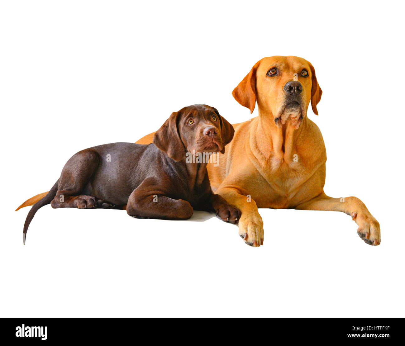 Un Labrador Retriever jaune avec son chien adulte brun chocolat chiot sur chaise blanche à la curiosité Banque D'Images