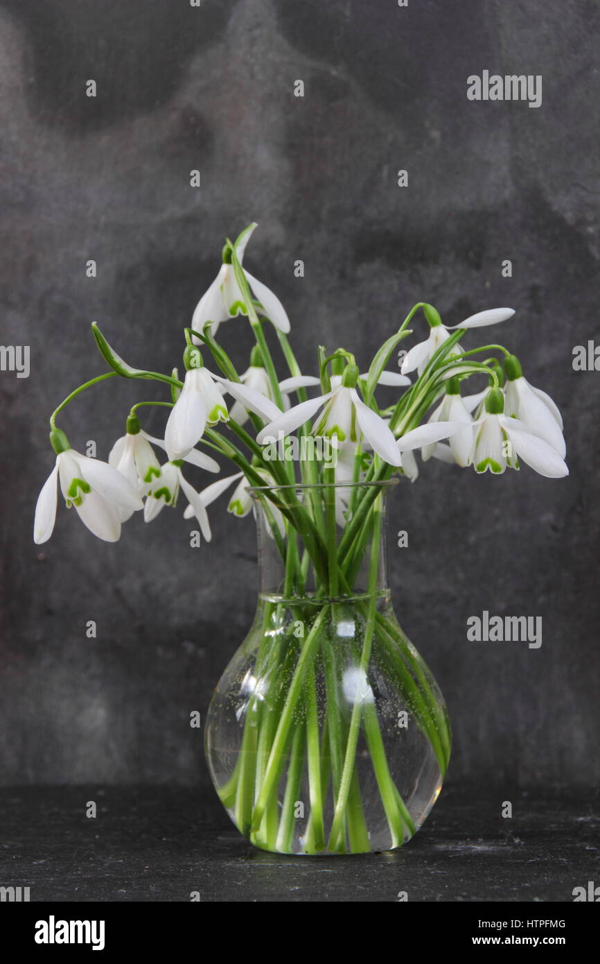 Un bouquet de fleurs fraîchement cueillies seul perce-neige (galanthus) dans un vase de verre contre l'arrière-plan en ardoise, fin février, UK Banque D'Images